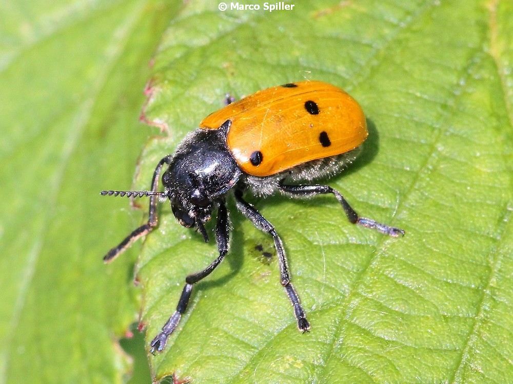 Lachnaea longipes, anzi Lachnaia italica, Chrysomelidae